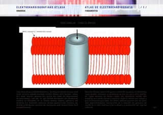 E L E K T R O K A R D I O G R A F I A K O AT L A S A 			 AT L A S D E E L E C T R O C A R D I O G R A F í A / 1 /
OINARRIAK FUNDAMENTOS
/ 7 /
Canales iónicos: especie de poros a través de los cuales los diferentes
iones pueden atravesar la membrana celular en uno u otro sentido.
La figura muestra de forma simple una estructura mucho más
compleja que puede abrirse y cerrarse según el voltaje o el tiempo y
que es diferente para cada ion. Sodio, potasio y calcio son los iones
más importantemente involucrados en la creación del potencial de
acción de la fibra cardiaca y de la génesis y conducción del impulso
eléctrico.
IOIEN KANALAK CANALES IÓNICOS
Ioien kanalak: poro moduko batzuk dira, eta hutsarte horietan barrena ioiek
mintz zelularra zeharka dezakete norabide batean nahiz bestean. Irudian
hain modu sinplean agertzen den egitura hori askoz ere konplexuagoa
da errealitatean, ireki edo itxi egin daiteke boltajearen edo denboraren
arabera eta diferentea da ioi batetik bestera. Sodioa, potasioa eta
kaltzioa dira bihotzeko zuntzaren ekintza-potentzialaren sorreran, eta
bulkada elektrikoaren genesian eta eroapenean esku hartzen duten ioirik
garrantzitsuenak.
Mintz zelularra / membrana celular
 