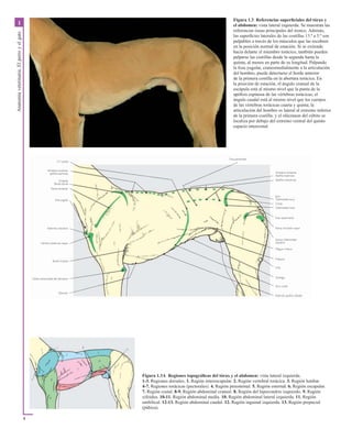 Atlas en color de anatomia veterinaria. El perro y del gato ...