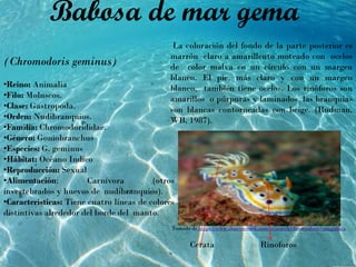 (Chromodoris geminus)
•Reino: Animalia
•Filo: Moluscos.
•Clase: Gastropoda.
•Orden: Nudibranquios.
•Familia: Chromodorididae.
•Género: Goniobranchus
•Especies: G. geminus
•Hábitat: Océano Indico
•Reproducción: Sexual
•Alimentación: Carnívora (otros
invertebrados y huevos de nudibranquios).
•Características: Tiene cuatro líneas de colores
distintivas alrededor del borde del manto.
Babosa de mar gema
La coloración del fondo de la parte posterior es
marrón claro a amarillento moteado con ocelos
de color malva en un círculo con un margen
blanco. El pie, más claro y con un margen
blanco, también tiene ocelos. Los rinóforos son
amarillos o púrpuras y laminados, las branquias
son blancas contorneadas con beige. (Rudman,
WB, 1987).
Tomado de https://www.shutterstock.com/es/search/chromodoris+magnifica
RinoforosCerata
 