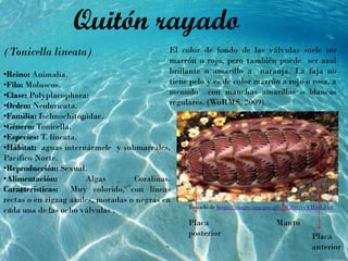 (Tonicella lineata)
•Reino: Animalia.
•Filo: Moluscos.
•Clase: Polyplacophora:
•Orden: Neoloricata.
•Familia: Ischnochitonidae.
•Género: Tonicella.
•Especies: T. lineata.
•Hábitat: aguas internármele y submareales,
Pacifico Norte.
•Reproducción: Sexual.
•Alimentación: Algas Coralinas.
Características: Muy colorido, con líneas
rectas o en zigzag azules, moradas o negras en
cada una de las ocho válvulas .
El color de fondo de las válvulas suele ser
marrón o rojo, pero también puede ser azul
brillante o amarillo a naranja. La faja no
tiene pelo y es de color marrón a rojo o rosa, a
menudo con manchas amarillas o blancas
regulares. (WoRMS, 2009).
Quitón rayado
Manto
Placa
anterior
Placa
posterior
Tomado de https://images.app.goo.gl/t79CZ6trvsYHmL3w8
 