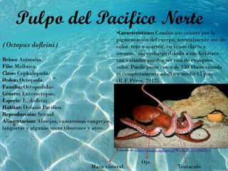 •Características: Cambia sus colores por la
pigmentación del cuerpo, normalmente son de
color rojo o marrón, en tonos claros y
oscuros, sin embargo debido a sus hábitats
tan variados pueden ser casi de cualquier
color. Puede pesar cerca de 150 libras cuando
es completamente adulto y medir 15 pies.
(R.F. Pérez, 2012).
(Octopus dofleini)
Reino: Animalia.
Filo: Mollusca.
Clase: Cephalopoda.
Orden: Octopoda.
Familia: Octopodidae.
Género: Enteroctopus.
Especie: E. dofleini.
Hábitat: Océano Pacifico.
Reproducción: Sexual
Alimentación: Almejas, camarones, cangrejos,
langostas y algunas veces tiburones y aves.
Pulpo del Pacifico Norte
Tentaculo
Ojo
Masa visceral
Tomado de https://images.app.goo.gl/WwZjJHVtivQaifNv8
 