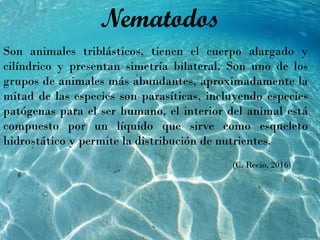 Nematodos
Son animales triblásticos, tienen el cuerpo alargado y
cilíndrico y presentan simetría bilateral. Son uno de los
grupos de animales más abundantes, aproximadamente la
mitad de las especies son parasíticas, incluyendo especies
patógenas para el ser humano, el interior del animal está
compuesto por un líquido que sirve como esqueleto
hidrostático y permite la distribución de nutrientes.
(C. Recio, 2016)
 