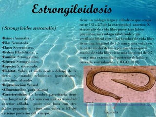 tiene un esófago largo y cilíndrico que ocupa
entre 1/3 a 2/5 de la extremidad anterior. S.
stercoralis de vida libre posee tres labios
pequeños, un esófago rabditoide y un
vestíbulo bucal corto. La hembra de vida libre
tiene una longitud de 1,5 mm y una vulva en
la parte media del cuerpo, mientras que el
macho de vida libre tiene una longitud de 0,7
mm y una extremidad posterior delgada y
curvada ventralmente. ( WGO, 2018)
(Strongyloides stercoralis)
•Reino :Animalia.
•Filo: Nematoda.
•Clase: Secernentea.
•Orden: Rhabditida.
•Familia: Strongylidae.
•Género: Strongyloides.
•Especie: S. stercoralis.
•Hábitat: Sobre el suelo oculto debajo de la
tierra y cuando eclosionan (parasitismo)
intestinos, alveolos.
•Reproducción: Sexual.
•Alimentación: (parasitismo)
•Características: La hembra parasitaria tiene
una longitud de 2,5 mm con una extremidad
anterior afilada, posee una boca con tres
labios pequeños y tiene una vulva a 1/3 del
extremo posterior del cuerpo,
Estrongiloidosis
Tomado de
https://reinoanimalia.fandom.com/es/wiki/Strongyloides_stercoralis?file=Ss_2.png
Espicula
 