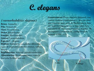 Características: Posee simetría bilateral, con
cuatro cordones epidérmicos y una cavidad
que contiene una serie de fluidos que le dan
un aspecto transparente a contraluz. Los
miembros de esta especie poseen muchos de
los órganos y sistemas de cualquier otro
animal. (CSIC, s.f).
(caenorhabditis elegans)
Reino: Animalia .
Filo: Nematoda.
Clase: Secernentea.
Orden: Rhabditida.
Familia: Rhabditidae.
Género: Caenorhabditis.
Especie: C. elegans.
Hábitat: Ambientes templados diferentes
tipos de vegetales podridos (frutas, tallos y
flores)
Reproducción: Asexual (autofecundación)
Alimentación: Microorganismos como la
bacteria Escherichia coli.
Cola Faringe
C. elegans
 