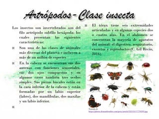 Los insectos son invertebrados son del
filo artrópodo subfilo hexápoda; los
cuales presentan las siguientes
características:
 Son una de las clases de animales
más diversas del planeta e incluyen a
más de un millón de especies
 En la cabeza se encuentran sus dos
antenas con funciones sensoriales,
sus dos ojos compuestos y en
algunos casos también tres ocelos
simples. Sus piezas bucales están en
la cara inferior de la cabeza y están
formadas por un labio superior
(labro), dos mandíbulas, dos maxilas
y un labio inferior.
 os maxilas y un labio inferior
 El tórax tiene seis extremidades
articuladas y en algunas especies dos
o cuatro alas. En el abdomen se
concentran la mayoría de aparatos
del animal: el digestivo, respiratorio,
excretor y reproductor.(C. Gil Recio,
2016).
Tomada de
https://photos.demandstudios.com/getty/article/232/131/177793593.jpg
 