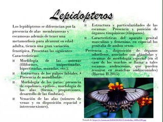 Los lepidópteros se diferencian por la
presencia de alas membranosas y
escamosas además de tener una
metamorfosis para alcanzar su edad
adulta, tienen una gran variación
fenotípica. Presentan las siguientes
Características:
 Morfología de las antenas
(filiformes, unipectinadas,
bipectinadas, mazudas, etc.).
 Estructura de los palpos labiales. •
Presencia de mandíbulas.
 Morfología de las patas: presencia
de espolones, epífisis., morfología de
las alas (forma, proporciones,
desarrollo de las fimbrias).
 Venación de las alas (número de
venas y su disposición espacial e
interconexiones).
 Estructura y particularidades de las
escamas. Presencia y posición de
órganos timpánicos (tímpanos).
 Características del aparato genital
masculino y femenino, en especial los
genitalia de ambos sexos.
Presencia y disposición de órganos
odoríferos, asociados con glándulas y
escamas de morfología especial (en el
caso de los machos se llama a tales
escamas androconios, que pueden
reunirse en manchas androconiales)
(Barros H.2015)
Tomado de https://s1.1zoom.me/b5050/20/205172-frederika_1600x1200.jpg
 