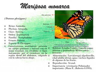 (Danaus plexippus)
 Reino: Animalia.
 Phylum: Artrpoda.
 Clase: Insecta.
 Orden: Lepidoptera.
 Familia: Nymphalidae.
 Genero: Danaus.
 Especie: D. Plexippus.
 Características anatómicas: presenta
un cuerpo quitinoso y antenas con un
mazo terminal, sus crisálidas se fijan
únicamente por el cremáster, en la
región distal del abdomen, colgando
con la cabeza hacia abajo.
 Hábitat: Estados Unidos, Canadá (zonas
abiertas y pastizales)y México zonas
boscosas.
 Alimentación: Larva(oruga) algodoncillo,
edad adulta néctar, agua e incluso líquidos
de algunas de las frutas.
 Reproducción: Sexual.
 Importancia veterinaria: Polinizador
importante. (Maza E. ,Roberto G1995).
Ala posteriorPatas
Antenas
Ala anterior
Cabeza
Proboscis
Tomado dehttps://www.elsoldelbajio.com.mx/local/e0htsh-mariposa-
monarca/ALTERNATES/LANDSCAPE_1140/Mariposa%20Monarca
 