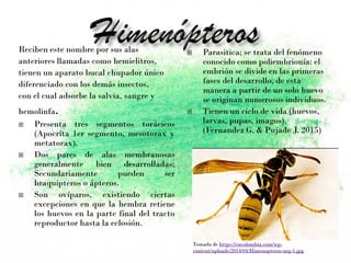 Reciben este nombre por sus alas
anteriores llamadas como hemielitros,
tienen un aparato bucal chupador único
diferenciado con los demás insectos,
con el cual adsorbe la salvia, sangre y
hemolinfa.
 Presenta tres segmentos torácicos
(Apocrita 1er segmento, mesotorax y
metatorax).
 Dos pares de alas membranosas
generalmente bien desarrolladas;
Secundariamente pueden ser
braquípteros o ápteros.
 Son ovíparos, existiendo ciertas
excepciones en que la hembra retiene
los huevos en la parte final del tracto
reproductor hasta la eclosión.
 Parasitica; se trata del fenómeno
conocido como poliembrionía: el
embrión se divide en las primeras
fases del desarrollo, de esta
manera a partir de un solo huevo
se originan numerosos individuos.
 Tienen un ciclo de vida (huevos,
larvas, pupas, imagos).
(Fernandez G. & Pujade J. 2015)
Tomada de https://encolombia.com/wp-
content/uploads/2014/04/Himenopteros-urg-1.jpg
 