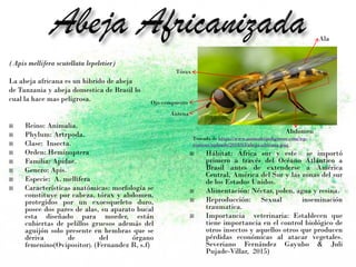 (Apis mellifera scutellata lepeletier)
La abeja africana es un hibrido de abeja
de Tanzania y abeja domestica de Brasil lo
cual la hace mas peligrosa.
 Reino: Animalia.
 Phylum: Artrpoda.
 Clase: Insecta.
 Orden: Heminoptera
 Familia: Apidae.
 Genero: Apis.
 Especie: A. mellifera
 Características anatómicas: morfología se
constituye por cabeza, tórax y abdomen,
protegidos por un exoesqueleto duro,
posee dos pares de alas, su aparato bucal
esta diseñado para morder, están
cubiertas de pelillos gruesos además del
aguijón solo presente en hembras que se
deriva de del órgano
femenino(Ovipositor). (Fernandez R, s.f)
 Hábitat: África sur y este se importó
primero a través del Océano Atlántico a
Brasil antes de extenderse a América
Central, América del Sur y las zonas del sur
de los Estados Unidos.
 Alimentación: Néctar, polen, agua y resina.
 Reproducción: Sexual inseminación
traumatica.
 Importancia veterinaria: Establecen que
tiene importancia en el control biológico de
otros insectos y aquellos otros que producen
pérdidas económicas al atacar vegetales.
Severiano Fernández Gayubo & Juli
Pujade-Villar, 2015)
Tomada de https://www.animalespeligrosos.com/wp-
content/uploads/2018/03/abeja-africana.png
Ojo compuesto
Antena
Ala
Abdomen
Tórax
 