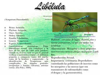 (Sympetrum Fonscolombil)
 Reino: Animalia.
 Phylum: Artrpoda.
 Clase: Insecta.
 Orden: Odonato.
 Familia: Libellulidae.
 Genero: Sympetrum.
 Especie: S. fonscolombii.
 Características anatómicas: Tiene
dimorfismo sexual, ojos complejos y la
base de los ojos de color azul grisáceo,
cuando en el resto suele ser por lo general
verdosa o marronácea-rojiza , el abdomen
pequeño y compacto tanto del macho
como de la hembra y segmentado , la
identificación de Sympetrum más
complicados, los órganos genitales
(ovopositor y lamina vulvaria), antenas
cortas. (En Selys, 1840).
Tomada de https://1.bp.blogspot.com/-
H8nuQo7rE3w/Wgeg_d9y5yI/AAAAAAAABqQ/fRrth489LPQ9zJeYjMe09kO7sIDnyYvqwCLcBGA
s/s1600/Libelula%2Bsimbolo%2By%2Bsignificado.JPG
Ala anterior
Antena
Ala posteriorPata
Ojo
Hábitat:. cercanías de lagos, charcos, ríos y
tierras pantanosas, ya que sus ninfas son
acuáticas
Alimentación: Mosquitos y otros pequeños
insectoscomo moscas,abejas, mariposas y poli
llas.
Reproducción: Sexual.
Importancia veterinaria: Depredadores
controlando las poblaciones de insectos como
los mosquitos y las moscas (que son
transmisores de enfermedades como
el dengue y la gastroenteritis).
 