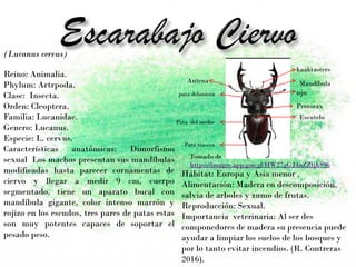 pata delantera ojo
Pata del medio
Pata trasera
Escutelo
Protorax
Antena Mandíbula
kaaktasters
Hábitat: Europa y Asia menor .
Alimentación: Madera en descomposición,
salvia de arboles y zumo de frutas.
Reproducción: Sexual.
Importancia veterinaria: Al ser des
componedores de madera su presencia puede
ayudar a limpiar los suelos de los bosques y
por lo tanto evitar incendios. (R. Contreras
2016).
(Lucanus cervus)
Reino: Animalia.
Phylum: Artrpoda.
Clase: Insecta.
Orden: Cleoptera.
Familia: Lucanidae.
Genero: Lucanus.
Especie: L. cervus.
Características anatómicas: Dimorfismo
sexual Los machos presentan sus mandíbulas
modificadas hasta parecer cornamentas de
ciervo y llegar a medir 9 cm, cuerpo
segmentado, tiene un aparato bucal con
mandíbula gigante, color intenso marrón y
rojizo en los escudos, tres pares de patas estas
son muy potentes capaces de soportar el
pesado peso.
Tomado de
https://images.app.goo.gl/HW27gGJ4nZZtjhS96
 