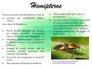 Tienen una gran variedad genética y son en
su mayoría son considerados plagas,
existen
cinco tipos de hemípteros.
 Piezas bucales alargadas que forman
un estilete (también denominado
rostro o pico perforador-chupador)
 Glándulas odoríferas pares, situadas en
el abdomen (ninfas) o en el metatórax
(adultos).
 Antenas de cuatro artejos, que en
ocasiones pueden presentar dos
escleritos intercalados.
 Un par de ojos compuestos y un par de
ocelos.
 Alas anteriores llamadas hemiélitros.
 Tórax segmentado (pro-, meso- y
metasterno).
 Las patas tienen 5 artejos: coxa (unido
al tórax), trocánter, fémur, tibia y
tarso; Sus patas tienen adaptaciones
para poder caminar, saltar, agarrar y
en algunos casos nadar. (M. Goula y L.
Mata, 2015)
Tomado de https://genent.cals.ncsu.edu/wp-
content/uploads/2015/07/hemip01a.jpg
 