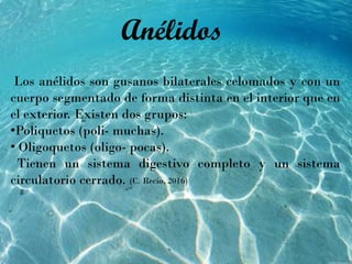 Los anélidos son gusanos bilaterales celomados y con un
cuerpo segmentado de forma distinta en el interior que en
el exterior. Existen dos grupos:
•Poliquetos (poli- muchas).
• Oligoquetos (oligo- pocas).
Tienen un sistema digestivo completo y un sistema
circulatorio cerrado.
Anélidos
(C. Recio, 2016)
 