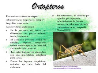 Este orden esta constituido por
saltamontes, las langostas de campo y
los grillos, entre otros.
Características anatómicas:
 En la anatomía del insecto se
diferencian tres partes: cabeza,
tórax y abdomen.
 El abdomen presenta forma de
cilindro, algunos ortópteros
emiten sonidos que están fuera del
alcance del oído humano.
 Las patas traseras son alargadas,
con una musculatura adaptada
para saltar.
 Poseen los órganos timpánicos,
ubicados en cada lado del
abdomen.
 Son ectotermos, un término que
significa que dependen
principalmente de fuentes
externas de calor para elevar la
temperatura de su cuerpo.(G.
Alonso 2018).
Tomado de https://www.ezsa.es/wp-
content/uploads/2019/01/descarga-48.jpg
 