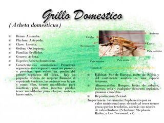 (Acheta domesticus)
 Reino: Animalia.
 Phylum: Artrpoda.
 Clase: Insecta.
 Orden: Orthoptera.
 Familia: Gryllidae.
 Genero: Acheta.
 Especie: Acheta domesticus.
 Características anatómicas: Presentan
segmentación corporal tienen un pronoto
o protórax que cubre un pocito del
primer segmento del tórax, hay un
pequeño orificio de respirar llamado el
espiráculo torácico, las antenas son largas
y como hilos, tienen mandíbulas para
masticar, pero otros insectos pueden
tener mandíbulas para chupar, moler o
hacer ruido.
 Hábitat: Sur de Europa, norte de África y
del continente asiático es una especie
invasora.
 Alimentación: Hongos, hojas de arboles,
huevos, seda y cualquier elemento orgánico,
gusanos e insectos.
 Reproducción: Sexual.
Importancia veterinaria: Suplemento por su
valor nutricional muy elevado al tener menos
grasa que los tenebrios, además sus niveles
de calcio/fósforo. (Scheibner, Stephanie
Bailey, y Lee Townsend, s.f).
Tomado de https://images.app.goo.gl/bKfGqQiNTg5oGDzK6
Cerco
Pata posterior
Pata media
Pata anterior
Ojo compuesto
Ocelo
Antena
 