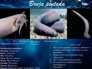 Bruja pintada
(Eptatrecus stoutii).
Clasificación taxonómica.
Dominio: Eukaryota.
Reino: Animalia
Filo: Chordata.
Clase: Myxini, mixinos
Orden: Myxiniformes
Familia: Myxinidae
Género: Eptatretus
Especie: Eptatretus stoutii. (Lockington, 1878)
1Boca 2Barbillones
carnosos
Tomado de https://images.app.goo.gl/C6QgA92Zqx5gsjoXA Tomado de https://images.app.goo.gl/5GBbeJjbsDKF7BUL7
4Glándula mucosa3Hendiduras
branquiales
Tomado de
https://www.diverkevin.com/NorthAmerica/FishEastern-
Pacific/Fish-Eastern-Pacific/i-rNc3h4J
5Aleta caudal
1. Sirve para capturar a su presa o adherirse a
esta(tiene una lengua dentada)y no tiene
mandíbula.
2. Órgano táctil, que le permite sentir
vibraciones.
3. De 5-15 hendiduras branquiales.
4. Secreción de moco(Defensa frente
depredadores).
5. Movilidad
 