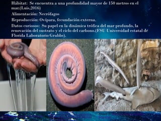  Hábitat: Se encuentra a una profundidad mayor de 150 metros en el
mar.(Luis,2016)
 Alimentación: Necrófagos
 Reproducción: Ovípara, fecundación externa.
 Datos curiosos: Su papel en la dinámica trófica del mar profundo, la
renovación del sustrato y el ciclo del carbono.(FSU Universidad estatal de
Florida Laboratorio Grubbs).
Tomado de
https://images.app.goo.gl/AmMmRjEDniMG
7H9K6
Tomado de https://encrypted-
tbn0.gstatic.com/images?q=tbn%3AANd9GcT_b
tNKMSIwusKddY1zpbCekOcypoekGEpBYIVIj5
rW56WwTop3&usqp=CAU
Tomado de https://www.depeces.com/pez-
bruja.html
 