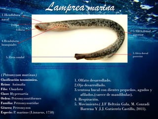 Lamprea marina
(Petromyzon marinus)
Clasificación taxonómica.
Reino: Animalia
Filo: Chordata
Clase: Hyperoartia
Orden: Petromyzontiformes
Familia: Petromyzontidae
Género: Petromyzon
Especie: P. marinus (Linnaeus, 1758)
Tomado de
https://lh3.googleusercontent.com/proxy/DSD8eIhonoEMXIL1iURXSLAclIk605fFAUbS5TdgoiVvUahroZOcLMtj9SC387uv
UMhrOiXBDP4KcfXc2gMRIKTXl-hYOoe7H2e1LOjc2d4JiXBOEaRVuYs0cG2RwyJ2oSCwk-M
1.Hendidura
nasal
2.Ojo
4.Hendiduras
branquiales
5.Aleta caudal
5.Aleta dorsal
posterior
5.Aleta dorsal
anterior
3.Boca
1. Olfato desarrollado.
2.Ojo desarrollado.
3.ventosa bucal con dientes pequeños, agudos y
afilados,(carece de mandíbulas).
4. Respiración.
5. Movimiento.( J.F Beltrán Gala, M. Conradi
Barrena Y J.J. Gutierréz Castillo, 2011).
 