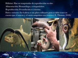  Hábitat: Mar en temporadas de reproducción en ríos.
 Alimentación: Hematófaga y ectoparásitos.
 Reproducción: Fecundación es externa.
 Datos curiosos: En Galicia es un plato culinario pero se debe tener en
cuenta que el mucus y el suero sanguíneo son tóxicos.( E. Thomas, 2018).
Tomado de https://ugc.kn3.net/i/760x/http://ist1-
1.filesor.com/pimpandhost.com/3/4/4/6/34462/m/V/4/
S/mV4S/lampreaenpez3.jpg
Tomado de
https://cdnb.20m.es/sites/123/2019/03/La
mprea-04-620x529.jpg
Tomado de
https://images.app.goo.gl/f3TjMU
8JGEbsZQMu8
 