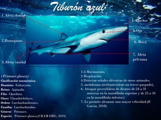 Tiburón azul
(Prionace glauca)
Clasificación taxonómica.
Dominio: Eukaryota.
Reino: Animalia
Filo: Chordata.
Clase: Chondrichthyes.
Orden: Carcharhiniformes.
Familia: Carcharhinidae.
Género: Prionace.
Especie: Prionace glauca.(CRAM ORG, 2019)
Tomada de https://www.bioenciclopedia.com/wp-content/uploads/2013/11/tiburon-azul3.jpg
5.Ojo
6. Boca
4. Hocico
7. Aleta
pelviana
1.Aleta dorsal
2.Branquias
3.Aleta caudal
1-3.Movimiento.
2.Respiración.
4.Detectar señales eléctricas de otros animales.
5. membrana nictitante(tiene un tercer parpado).
6. Atrapar peces(hilera de dientes de 24 a 31
muescas en la mandíbula superior y de 25 a 34
en la mandíbula inferior.)
7. Le permite alcanzar una mayor velocidad.(F.
Garcia, 2018)
 