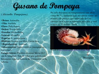 (Alvinella Pompejana)
• Reino: Animalia
• Filo: Anélida
•Clase: Polychaeta
•Orden: Terebellida
•Familia: Alvinellidae
•Género: Alvinella
•Especie: A. pompejana
•Hábitat: Oceano pacifico, Costa rica.
• Reproducción: Asexual.
•Alimentación: Quimiotrófica (inorgánicos y
bacterias).
Características: Pueden alcanzar hasta 12,7
cm de longitud. Son de color gris pálido con
branquias rojas a manera de tentáculos en la
cabeza.
Su cola descansa en temperaturas tan altas
como 80 °C, mientras que su cabeza como un
abanico de plumas que sobresale de Los
chorros en el agua es bastante más fría y está
a unos 22 °C-( PAL, 2016).
Gusano de Pompeya
Tomado de https://images.app.goo.gl/dZwCDvF53q8dWifM7
Branquias
 