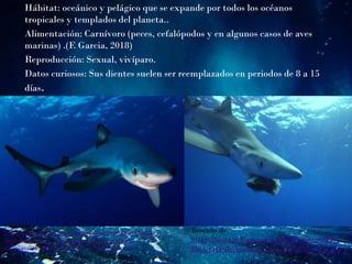  Hábitat: oceánico y pelágico que se expande por todos los océanos
tropicales y templados del planeta..
 Alimentación: Carnívoro (peces, cefalópodos y en algunos casos de aves
marinas) .(F. Garcia, 2018)
 Reproducción: Sexual, vivíparo.
 Datos curiosos: Sus dientes suelen ser reemplazados en periodos de 8 a 15
días.
Tomado de
https://aleteiaspanish.files.wordpress.com/2019/03/web3-blue-
shark-shutterstock_116385400-por-joost-van-uffelen-
ai.jpg?quality=100&strip=all&w=620&h=310&crop=1
Tomado de
https://footage.framepool.com/shotimg/89034
3314-rayo-de-luz-azores-cebo-tiburon-azul.jpg
 