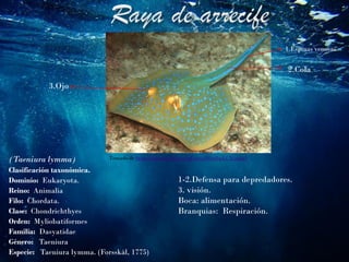 (Taeniura lymma)
Clasificación taxonómica.
Dominio: Eukaryota.
Reino: Animalia
Filo: Chordata.
Clase: Chondrichthyes
Orden: Myliobatiformes
Familia: Dasyatidae
Género: Taeniura
Especie: Taeniura lymma. (Forsskål, 1775)
1.Espinas venosas
2.Cola
Tomado de https://images.app.goo.gl/cuoyNDn8mLCXoudx5
3.Ojo
1-2.Defensa para depredadores.
3. visión.
Boca: alimentación.
Branquias: Respiración.
 