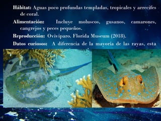 Hábitat: Aguas poco profundas templadas, tropicales y arrecifes
de coral.
Alimentación: Incluye moluscos, gusanos, camarones,
cangrejos y peces pequeños.
Reproducción: Oviviparo. Florida Museum (2018).
Datos curiosos: A diferencia de la mayoría de las rayas, esta
especie rara vez se entierra en la arena.
Tomado de https://images.app.goo.gl/PXdxF4kK5EjbzU158
Tomado de
https://images.app.goo.gl/mbmmsaJHbfjGsavGA
 