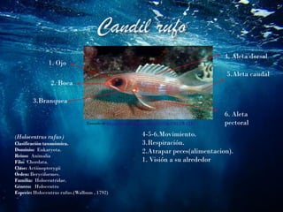 (Holocentrus rufus)
Clasificación taxonómica.
Dominio: Eukaryota.
Reino: Animalia
Filo: Chordata.
Clase: Actiinopterygii
Orden: Beryciformes.
Familia: Holocentridae.
Género: Holocentro
Especie: Holocentrus rufus.(Walbum , 1792)
Tomado de https://images.app.goo.gl/tpTZbNKs9MU5WdYL7
1. Ojo
2. Boca
3.Branquea
4. Aleta dorsal
5.Aleta caudal
6. Aleta
pectoral
4-5-6.Movimiento.
3.Respiración.
2.Atrapar peces(alimentacion).
1. Visión a su alrededor
 