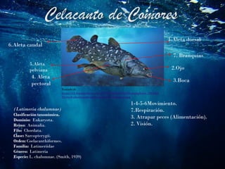 (Latimeria chalumnae)
Clasificación taxonómica.
Dominio: Eukaryota.
Reino: Animalia.
Filo: Chordata.
Clase: Sarcopterygii.
Orden: Coelacanthiformes.
Familia: Latimeriidae
Género: Latimeria
Especie: L. chalumnae. (Smith, 1939)
Tomado de
https://st3.depositphotos.com/8776626/33633/i/450/depositphotos_3363343
92-stock-photo-coelacanthe-latimeria-chalumnae.jpg
1.Aleta dorsal
2.Ojo
3.Boca
5.Aleta
pelviana
4. Aleta
pectoral
6.Aleta caudal
7. Branquias
1-4-5-6Movimiento.
7.Respiración.
3. Atrapar peces (Alimentación).
2. Visión.
 