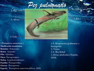 Pez pulmonado
(Protopterus annectens )
Clasificación taxonómica.
Dominio: Eukaryota.
Reino: Animalia
Filo: Chordata.
Clase: Sarcopterigios.
Orden: Lepidosireniformes.
Familia: Protopteridae.
Género: Protopterus.
Especie: Protopterus annectens.(Owen, 1839)
Tomado de https://images.app.goo.gl/WsmWC7BBJLyEy43h9
1.Boca
2. Ojo
3. Orificio nasal
4. Cola
5. Aletas
1-3. Respiración (pulmonar y
branquial).
2. Visión.
3-4. Movilidad
5.Aletas abultadas.(Yamila,
2018)
 
