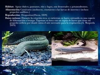 Hábitat: Aguas dulces, pantanos, ríos y lagos, son demersales y potamodromos.
Alimentación: Carnívoros (moluscos, crustáceos o las larvas de insectos e incluso
pequeños anfibios.)
Reproducción: Ovopositor.(Owen, 1839)
Datos curiosos: Durante la estación seca, se entierran en barro entrando en una especie
de hibernación o letargo. Taponan su boca con un tapón de barro que tiene un
pequeño orificio por donde entra el aire necesario para la respiración.(A. Maqueda
2019)
Tomado de
https://images.app.goo.gl/mtomDqj6GGEK1XM77
Tomado de
https://images.app.goo.gl/WEwRxa9wfPcXQ3cQA
 