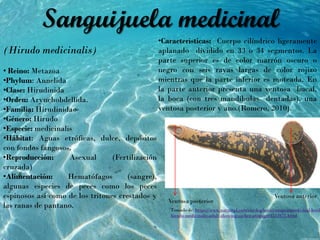 Sanguijuela medicinal
(Hirudo medicinalis)
• Reino: Metazoa
•Phylum: Annelida
•Clase: Hirudinida
•Orden: Arynchobdellida.
•Familia: Hirudinidae
•Género: Hirudo
•Especie: medicinalis
•Hábitat: Aguas etróficas, dulce, depósitos
con fondos fangosos.
•Reproducción: Asexual (Fertilización
cruzada)
•Alimentación: Hematófagos (sangre),
algunas especies de peces como los peces
espinosos así como de los tritones crestados y
las ranas de pantano.
•Características: Cuerpo cilíndrico ligeramente
aplanado dividido en 33 o 34 segmentos. La
parte superior es de color marrón oscuro o
negro con seis rayas largas de color rojizo
mientras que la parte inferior es moteada. En
la parte anterior presenta una ventosa bucal,
la boca (con tres mandíbulas dentadas), una
ventosa posterior y ano.(Romero, 2010).
Ventosa anterior
Ventosa posterior
Tomado de: https://www.naturepl.com/stock-photo-europeanmedicinal-leech
hirudo-medicinalis-adult-showing-sucker-atimage01511675.html
 