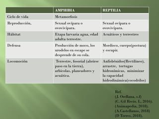 AMPHIBIA REPTILIA
Ciclo de vida Metamorfosis
Reproducción, Sexual ovípara o
ovovivípara.
Sexual ovípara o
ovovivípara.
Hábitat Etapa larvaria agua, edad
adulta terrestre.
Acuáticos y terrestres
Defensa Producción de moco, los
urodelos en escape se
desprende de su cola.
Mordisco, cuerpo(postura)
y escupir.
Locomoción Terrestre, fosorial (abrirse
paso en la tierra),
arbicolas, planeadores y
acuática.
Anfisbénidos(Rectilineo),
arrastre, tortugas
hidronímicas, minimizar
la capacidad
hidrodinámica(cocodrilos)
Ref.
(J. Orellana, s.f)
(C. Gil Recio. L, 2016).
(Animapedia, 2018).
(A.Castellanos, 2018)
(D Torres, 2018).
 