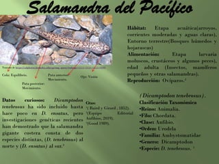 Salamandra del Pacífico
Hábitat: Etapa acuática(arroyos,
corrientes moderadas y aguas claras),
Entorno terrestre(Bosques húmedos y
hojarascas)
Alimentación: Etapa larvaria
moluscos, crustáceos y algunos peces),
edad adulta (Insectos, mamíferos
pequeños y otras salamandras).
Reproducción: Ovíparos.²
(Dicamptodon tenebrosus).
Clasificación Taxonómica
•Reino: Animalia.
•Filo: Chordata.
•Clase: Anfibio.
•Orden: Urodela
•Familia: Ambystomatidae
•Genero: Dicamptodon
•Especie: D. tenebrosus. ¹
Datos curiosos: Dicamptodon
tenebrosus ha sido incluido hasta
hace poco en D. ensatus, pero
investigaciones genéticas recientes
han demostrado que la salamandra
gigante costera consta de dos
especies distintas, (D. tenebrosus) al
norte y (D. ensatus) al sur.³
Citas:
¹( Baird y Girard , 1852).
²(Equipo Editorial
Anfibios, 2019).
³(Good 1989).
Tomado de https://calphotos.berkeley.edu/cgi/img_query?enlarge=1111+1111+1111+0195
Cola: Equilibrio.
Pata posterior:
Movimiento.
Pata anterior:
Movimiento.
Ojo: Visión
 