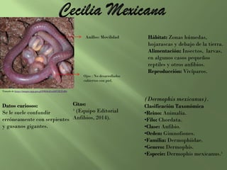 Hábitat: Zonas húmedas,
hojarascas y debajo de la tierra.
Alimentación: Insectos, larvas,
en algunos casos pequeños
reptiles y otros anfibios.
Reproducción: Vivíparos.
(Dermophis mexicanus).
Clasificación Taxonómica
•Reino: Animalia.
•Filo: Chordata.
•Clase: Anfibio.
•Orden: Gimnofiones.
•Familia: Dermophiidae.
•Genero: Dermophis.
•Especie: Dermophis mexicanus.¹
Datos curiosos:
Se le suele confundir
erróneamente con serpientes
y gusanos gigantes.
Citas:
¹ (Equipo Editorial
Anfibios, 2014).
Tomado de https://images.app.goo.gl/DM46zEwd4PJfLFuR6
Anillos: Movilidad
Ojos : No desarrollados
cubiertos con piel.
 