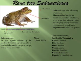 Hábitat: Lagos, ríos, charcos y
estanques.
Alimentación: Serpientes,
lombrices, insectos, crustáceos,
peces pequeños, pájaros, ranas,
renacuajos y en algunos casos
reportados de murciélagos
Reproducción: Sexual ovíparos.¹
(Rana catesbeiana)
Clasificación Taxonómica
•Reino: Animalia.
•Filo: Cordata.
•Clase: Anfibia.
•Orden: Anura.
•Familia: Ranidae.
•Género: Lithobates
•Especie: L. catesbeianus¹
Datos curiosos:
Es una especie solitaria y los
machos defienden agresivamente su
territorio luchando cuerpo a cuerpo
contra ranas invasoras. ¹
Citas:
¹(Shaw, 1802)
Ojos: Visión.
Mandíbula.
Pata anterior: Movimiento.Pata posterior:
Movimiento.
Tomado de https://images.app.goo.gl/Bfss6DLajWEf7E3N6
 