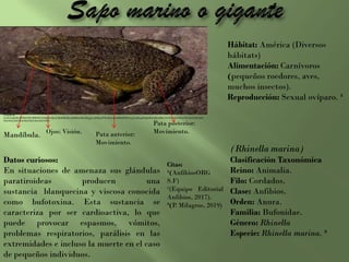 Hábitat: América (Diversos
hábitats)
Alimentación: Carnívoros
(pequeños roedores, aves,
muchos insectos).
Reproducción: Sexual ovíparo. ¹
(Rhinella marina)
Clasificación Taxonómica
Reino: Animalia.
Filo: Cordados.
Clase: Anfibios.
Orden: Anura.
Familia: Bufonidae.
Género: Rhinella
Especie: Rhinella marina. ²
Datos curiosos:
En situaciones de amenaza sus glándulas
paratiroideas producen una
sustancia blanquecina y viscosa conocida
como bufotoxina. Esta sustancia se
caracteriza por ser cardioactiva, lo que
puede provocar espasmos, vómitos,
problemas respiratorios, parálisis en las
extremidades e incluso la muerte en el caso
de pequeños individuos.
Citas:
¹(AnfibiosORG
S.F)
²(Equipo Editorial
Anfibios, 2017).
³(P. Milagros, 2019)
Ojos: Visión.
Mandíbula. Pata anterior:
Movimiento.
Pata posterior:
Movimiento.
Tomado de
2wCEAAkGBxMTEhUTExMWFhUXGBgXGBgYGBodGBsdGxobHRkaGBseHSggGxslHRgaITEiJSkrLi4uGB8zODMtNygtLisBCgoKDg0OGhAQGi0lHyUtLS0tLS0tLS0tLS0tLS0tLS0tLS0tL
S0tLS0tLS0tLS0tLS0tLS0tLS0tLS0tLS0tLf
 