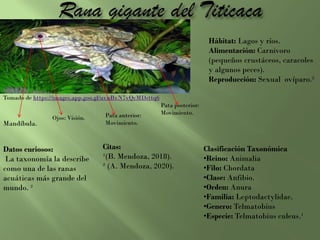 Hábitat: Lagos y ríos.
Alimentación: Carnivoro
(pequeños crustáceos, caracoles
y algunos peces).
Reproducción: Sexual ovíparo.²
Clasificación Taxonómica
•Reino: Animalia
•Filo: Chordata
•Clase: Anfibio.
•Orden: Anura
•Familia: Leptodactylidae.
•Genero: Telmatobius
•Especie: Telmatobius culeus.¹
Datos curiosos:
La taxonomía la describe
como una de las ranas
acuáticas más grande del
mundo. ²
Citas:
¹(B. Mendoza, 2018).
² (A. Mendoza, 2020).
Tomado de https://images.app.goo.gl/uvnBvN7vQcMDsttq6
Ojos: Visión.
Mandíbula.
Pata anterior:
Movimiento.
Pata posterior:
Movimiento.
 