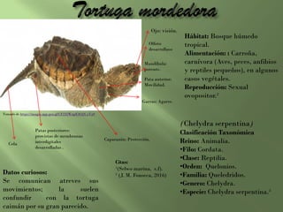 Hábitat: Bosque húmedo
tropical.
Alimentación: : Carroña,
carnívora (Aves, peces, anfibios
y reptiles pequeños), en algunos
casos vegétales.
Reproducción: Sexual
ovopositor.²
(Chelydra serpentina)
Clasificación Taxonómica
Reino: Animalia.
•Filo: Cordata.
•Clase: Reptilia.
•Orden: Quelonios.
•Familia: Queledridos.
•Genero: Chelydra.
•Especie: Chelydra serpentina.²
Datos curiosos:
Se comunican atreves sus
movimientos; la suelen
confundir con la tortuga
caimán por su gran parecido.
Citas:
¹(Selwo marina, s.f).
² (J. M. Fonseca, 2016)
Ojo: visión.
Mandíbula:
potente.
Pata anterior:
Movilidad.
Garras: Agarre.
Caparazón: Protección.
Patas posteriores:
provistas de membranas
interdigitales
desarrolladas .
Cola
Olfoto
desarrollaso
Tomado de https://images.app.goo.gl/CF232WnpE4CQUyVa9
 