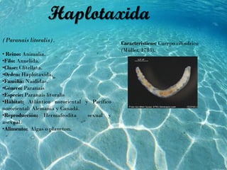 (Paranais litoralis).
• Reino: Animalia.
•Filo: Annelida.
•Clase: Clitellata.
•Orden: Haplotaxida,
•Familia: Naididae.
•Género: Paranais
•Especie: Paranais litoralis
•Hábitat: Atlántico nororiental y Pacífico
nororiental: Alemania y Canadá.
•Reproducción: Hermafrodita sexual y
asexual.
•Alimento: Algas o plancton.
Características: Cuerpo cilindrico
(Müller, 1784).
Haplotaxida
 