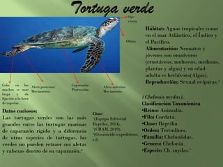 Hábitat: Aguas tropicales como
en el mar Atlántico, el Índico y
el Pacífico.
Alimentación: Neonatos y
jóvenes son omnívoros
(crustáceos, moluscos, medusas,
plantas y algas) y en edad
adulta es herbívora(Algas).
Reproducción: Sexual ovíparas.²
(Chelonia mydas).
Clasificación Taxonómica
•Reino: Animalia.
•Filo: Cordata.
•Clase: Reptilia.
•Orden: Testudines.
•Familia: Cheloniidae.
•Genero: Chelonia.
•Especie: Ch. mydas.¹
Datos curiosos:
Las tortugas verdes son las más
grandes entre las tortugas marinas
de caparazón rígido y a diferencia
de otras especies de tortugas, las
verdes no pueden retraer sus aletas
y cabezas dentro de su caparazón.³
Citas:
¹(Equipo Editorial
Reptiles, 2014).
²(CRAM, 2019).
³(Oceanwide-expeditions,
s.f)
Ojo:
visión
Olfato
Aleta anterior:
Movimiento.
Caparazón:
Protección.
Aleta posterior:
Movimiento.
Cola: en los
machos es mas
larga y da
fijación a la hora
de copular.
 