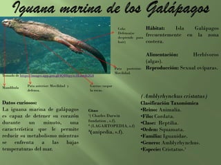 Hábitat: Isla Galápagos
frecuentemente en la zona
costera.
Alimentación: Herbívoros
(algas).
Reproducción: Sexual ovíparas.
(Amblyrhynchus cristatus)
Clasificación Taxonómica
•Reino: Animalia.
•Filo: Cordata.
•Clase: Reptilia.
•Orden: Squamata.
•Familia: Iguanidae.
•Genero: Amblyrhynchus.
•Especie: Cristatus.¹
Datos curiosos:
La iguana marina de galápagos
es capaz de detener su corazón
durante un minuto, una
característica que le permite
reducir su metabolismo mientras
se enfrenta a las bajas
temperaturas del mar.
Citas:
¹( Charles Darwin
fundation , s.f).
² (LAGARTOPEDIA, s.f)
³(anipedia, s.f).
Garras: raspar
la rocas.
Mandíbula Pata anterior: Movilidad y
defensa.
Pata posterior:
Movilidad.
Cola:
Defensa(se
desprende para
huir)
Tomado de https://images.app.goo.gl/4QH6pytc3Emtdt2G8
 