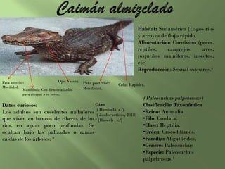(Paleosuchus palpebrosus)
Clasificación Taxonómica
•Reino: Animalia.
•Filo: Cordata.
•Clase: Reptilia.
•Orden: Crocodilianos.
•Familia: Aligatóridos.
•Genero: Paleosuchus
•Especie: Paleosuchus
palpebrosus.¹
Datos curiosos:
Los adultos son excelentes nadadores
que viven en bancos de riberas de los
ríos, en aguas poco profundas. Se
ocultan bajo las palizadas o ramas
caídas de los árboles. ³
Citas:
¹( Damisela, s.f).
²( Zooloexoticos, 2018)
³ (Bioweb , s.f)
Hábitat: Sudamérica (Lagos ríos
y arroyos de flujo rápido.
Alimentación: Carnívoro (peces,
reptiles, cangrejos, aves,
pequeños mamíferos, insectos,
etc)
Reproducción: Sexual ovíparos.²
Cola: Rapidez.Pata posterior:
Movilidad.
Pata anterior:
Movilidad.
Ojo: Visión
Mandíbula: Con dientes afilados
para atrapar a su presa.
 