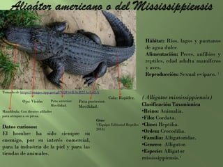 Hábitat: Ríos, lagos y pantanos
de agua dulce
Alimentación: Peces, anfibios y
reptiles, edad adulta mamíferos
y aves.
Reproducción: Sexual ovíparo. ¹
(Alligator mississippiensis)
Clasificación Taxonómica
•Reino: Animalia.
•Filo: Cordata.
•Clase: Reptilia.
•Orden: Crocodilia.
•Familia: Alligatoridae.
•Genero: Alligator.
•Especie: Alligator
mississippiensis.¹
Datos curiosos:
El hombre ha sido siempre su
enemigo, por su interés comercial,
para la industria de la piel y para las
tiendas de animales.
Citas:
¹(Equipo Editorial Reptiles
2014)
Cola: Rapidez.
Pata posterior:
Movilidad.
Ojo: Visión Pata anterior:
Movilidad.
Mandíbula: Con dientes afilados
para atrapar a su presa.
Tomado de https://images.app.goo.gl/NQF66RAvB2ZAsUdLA
 