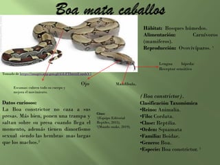 Hábitat: Bosques húmedos.
Alimentación: Carnívoros
(mamiferos).
Reproducción: Ovovivíparos. ¹
(Boa constrictor).
Clasificación Taxonómica
•Reino: Animalia.
•Filo: Cordata.
•Clase: Reptilia.
•Orden: Squamata
•Familia: Boidae.
•Genero: Boa.
•Especie: Boa constrictor. ¹
Datos curiosos:
La Boa constrictor no caza a sus
presas. Más bien, ponen una trampa y
saltan sobre su presa cuando llega el
momento, además tienen dimorfismo
sexual siendo las hembras mas largas
que los machos.²
Citas:
¹(Equipo Editorial
Reptiles, 2015).
²(Mundo snake, 2019).
Tomado de https://images.app.goo.gl/45LFTbrceiUzzzhY7
Lengua bípeda:
Receptor sensitivo
Mandíbula.Ojo
Escamas: cubren todo su cuerpo y
mejora el movimiento.
 