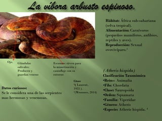 Hábitat: África sub-sahariana
(selva tropical).
Alimentación: Carnívoros
(pequeños mamíferos, anfibios,
reptiles y aves).
Reproducción: Sexual
ovovivíparo.²
(Atheris hispida)
Clasificación Taxonómica
•Reino: Animalia
•Filo: Chordata
•Clase: Sauropsida
•Orden: Squamata
•Familia: Viperidae
•Género: Atheris
•Especie: Atheris hispida. ¹
Datos curiosos:
Se le considera una de las serpientes
mas hermosas y venenosas.
Citas:
¹( Laurent,
1955 ).
²(Wroooses, 2014)
Escamas: sirven para
la mimetización y
camuflaje con su
entorno
Ojo. Glándulas
salivales:
Producen y
guardan veneno
 