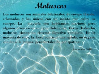 Moluscos
Los moluscos son animales bilaterales, de cuerpo blando,
celomados y los únicos con un manto que cubre su
cuerpo. La mayoría son habitantes marinos, pero
algunos otros viven en agua dulce o en tierra. Todos los
moluscos tienen un sistema digestivo completo. En la
mayoría de ellos, la boca contiene una rádula, un órgano
similar a la lengua, pero fortalecido por quitina.
(Animales, 2018)
 