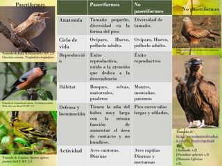 Paseriformes No
paseriformes
Anatomía Tamaño pequeño,
diversidad en la
forma del pico
Diversidad de
tamaño.
Ciclo de
vida
Ovíparo, Huevo,
polluelo adulto.
Ovíparo, Huevo,
polluelo adulto.
Reproducció
n
Éxito
reproductivo,
unido a la atención
que dedica a la
descendencia
Éxito
reproductivo
Hábitat Bosques, selvas,
matorrales,
praderas
Montes,
montañas,
paramos
Defensa y
locomoción
Tienen la uña del
hálux muy larga
con la misma
función de
aumentar el área
de contacto y no
hundirse.
Pico curvo uñas
largas y afiladas,
Actividad Aves cantoras.
Diurnas
Aves rapiñas
Diurnas y
nocturnas
Ref
(Animals, s.f)
(Paradais sphynx s.f)
(Honario Iglesias
s.f).
Tomado deJuha Kinnunen/CC BY 2.0
Chochín común, Troglodytes troglodytes
Paseriformes
Tomado de Camachuelo común, Pyrrhula pyrrhula
Dirk-Jan van Roest/CC BY 2.0
Tomado de Lugano, Spinus spinus
jinchin lin/CC BY 2.0
No paseriformes
Tomado de
http://www.montesdevalsain.es/aves_lasavesnp.
html
Tomado
dehttp://www.montesdevalsain.
es/aves_lasavesnp.html
Tomado de
http://www.montesdevalsai
n.es/aves_lasavesnp.html
 