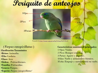 Periquito de anteojos
Clasificación Taxonómica
•Reino: Animalia.
•Filo: Cordata.
•Clase: Aves
•Orden:. Psittaciformes.
•Familia: Psittacidae.
•Genero: Forpus.
•Especie: Forpus conspicillatus¹
(Forpus conspicillatus ) Características anatómicas principales:
1 Ojos: Visión.
2 Pico: Romper semillas.
3 Patas: Agarre y soporte.
4Alas: Vuelo y aislamiento térmico.
5Cola: Empuje y sustentación en vuelo.
Tomado de https://images.app.goo.gl/apXJotgaNbJVT6vt9
2Pico
1Ojo
3Patas
5Cola
4Ala
 